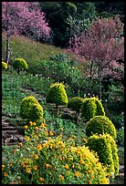 Flower garden in Hmong village. Chiang Mai, Thailand (color)