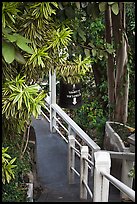 Path, Golden Mount. Bangkok, Thailand