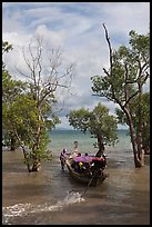 Long tail boat navigating through mangrove trees, Railay. Krabi Province, Thailand ( color)