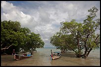 Boats moored near mangrove trees, Railay East. Krabi Province, Thailand