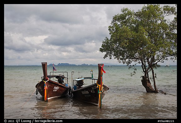 Boats and mangrove tree, Ao Railay East. Krabi Province, Thailand (color)