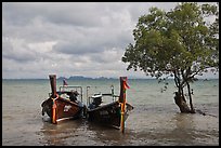 Boats and mangrove tree, Ao Railay East. Krabi Province, Thailand