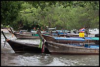 Long tail boats and trees, Ao Rai Leh East. Krabi Province, Thailand (color)