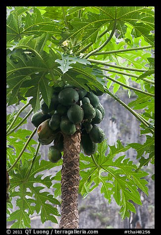 Coconuts cluster, Rai Leh East. Krabi Province, Thailand (color)