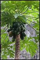 Coconuts cluster, Rai Leh East. Krabi Province, Thailand (color)
