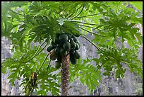 Palm tree with coconuts, Railay East. Krabi Province, Thailand (color)