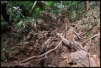 Steep path with ropes, Railay. Krabi Province, Thailand (color)