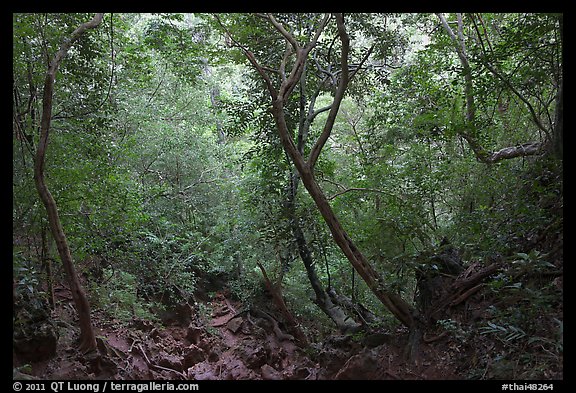 Jungle path, Rai Leh. Krabi Province, Thailand (color)