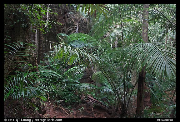 Jungle vegetation, Laem Phra Nang, Rai Leh. Krabi Province, Thailand (color)