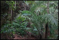 Jungle vegetation, Laem Phra Nang, Rai Leh. Krabi Province, Thailand ( color)