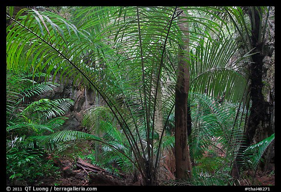 Tropical jungle, Laem Phra Nang, Rai Leh. Krabi Province, Thailand