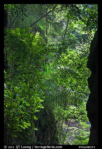 Jungle above Sa Phra Nang, Railay. Krabi Province, Thailand (color)