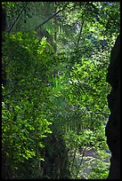 Jungle above Sa Phra Nang, Railay. Krabi Province, Thailand