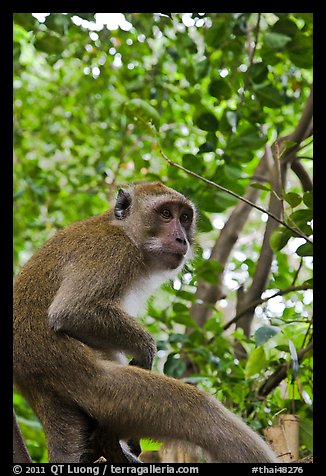 Monkey, Railay. Krabi Province, Thailand (color)