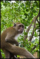 Monkey, Railay. Krabi Province, Thailand ( color)