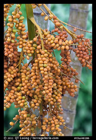 Fruit on tree. Krabi Province, Thailand (color)