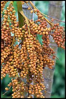 Fruit on tree. Krabi Province, Thailand (color)