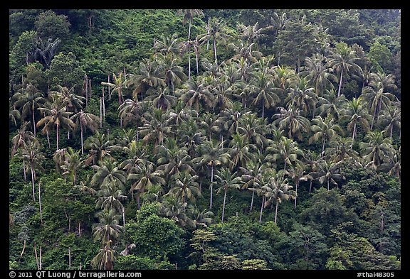 Hillside with tropical vegetation and palm trees, Phi-Phi island. Krabi Province, Thailand (color)