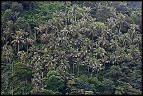 Hillside with tropical vegetation and palm trees, Phi-Phi island. Krabi Province, Thailand (color)