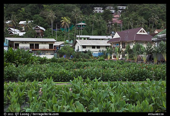 Lush gardens and hillside, Ko Phi-Phi Don. Krabi Province, Thailand (color)
