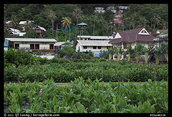 Lush gardens and hillside, Ko Phi-Phi Don. Krabi Province, Thailand