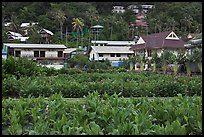 Lush gardens and hillside, Ko Phi-Phi Don. Krabi Province, Thailand