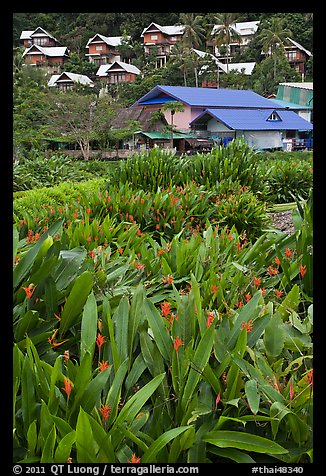 Tropical flowers and hillside houses, Ko Phi Phi. Krabi Province, Thailand (color)