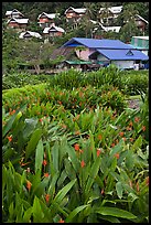 Tropical flowers and hillside houses, Ko Phi Phi. Krabi Province, Thailand