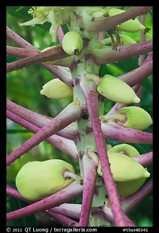 Papaya, Phi-Phi island. Krabi Province, Thailand (color)