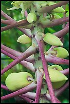 Papaya, Phi-Phi island. Krabi Province, Thailand (color)