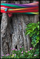 Detail of sacred banyan tree with ribbons, Ko Phi-Phi island. Krabi Province, Thailand (color)