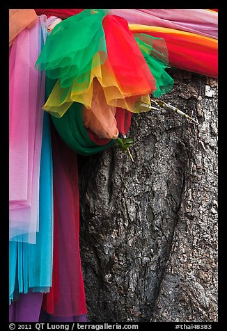 Colored ribbons on banyan tree, Ko Phi-Phi Don. Krabi Province, Thailand (color)