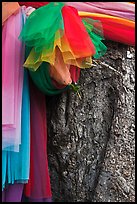 Colored ribbons on banyan tree, Ko Phi-Phi Don. Krabi Province, Thailand (color)