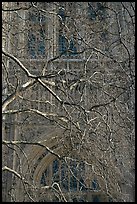 Bare branches and palace of Westminster facade. London, England, United Kingdom (color)