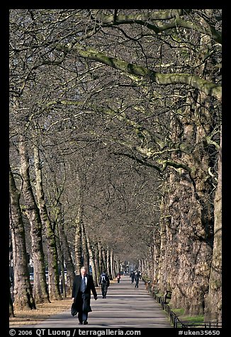 Businessman walking in an alley of James Park with bare trees. London, England, United Kingdom (color)