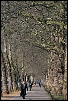 Businessman walking in an alley of James Park with bare trees. London, England, United Kingdom (color)