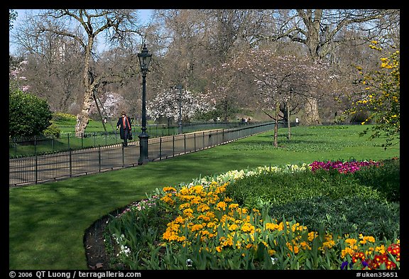 Businessman walking in  Saint James Park amongst flowers. London, England, United Kingdom (color)