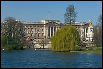 Buckingham Palace and lake, Weeping Willow (salix babylonica),  Saint James Park. London, England, United Kingdom ( color)
