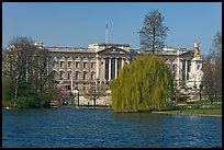 Buckingham Palace and lake, Weeping Willow (salix babylonica),  Saint James Park. London, England, United Kingdom (color)