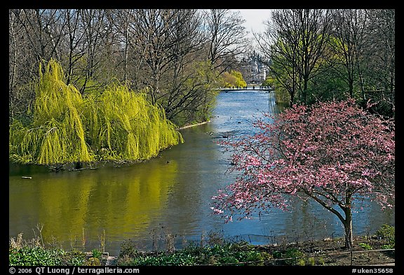 Weeping Willow and Plum blossom,  Saint James Park. London, England, United Kingdom (color)