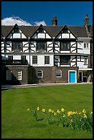 Daffodils on Tower Green, Tower of London. London, England, United Kingdom