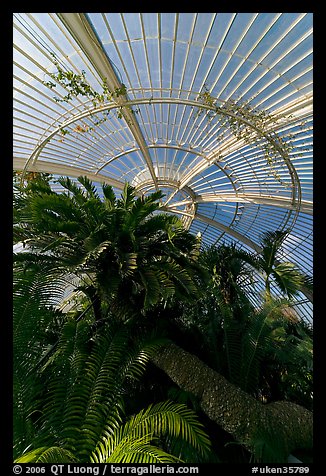 Palm trees and roof in the Palm House. Kew Royal Botanical Gardens,  London, England, United Kingdom (color)