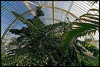 Tree canopy in the Palm House. Kew Royal Botanical Gardens,  London, England, United Kingdom