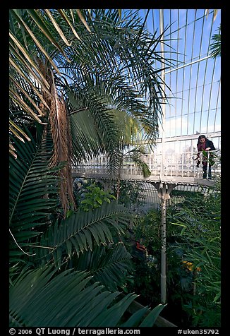 Visitor looking down from the balcony walkway of the Palm House. Kew Royal Botanical Gardens,  London, England, United Kingdom