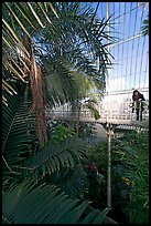 Tourist looking down from the balcony walkway of the Palm House. Kew Royal Botanical Gardens,  London, England, United Kingdom