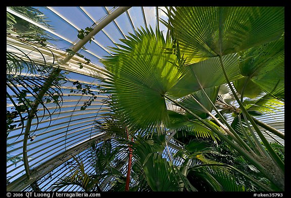 Palms and glass roof, the Palm House. Kew Royal Botanical Gardens,  London, England, United Kingdom (color)