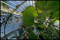 Palms and glass roof, the Palm House. Kew Royal Botanical Gardens,  London, England, United Kingdom