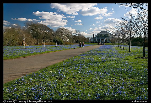 Bluebells on the path leading to the Temperate House. Kew Royal Botanical Gardens,  London, England, United Kingdom (color)