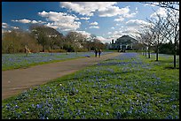 Bluebells on the path leading to the Temperate House. Kew Royal Botanical Gardens,  London, England, United Kingdom ( color)