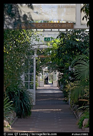 Inside the Temperate House. Kew Royal Botanical Gardens,  London, England, United Kingdom (color)